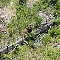 Grizzly Bear