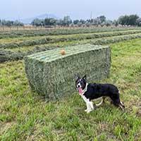 Border Collie and hay bale